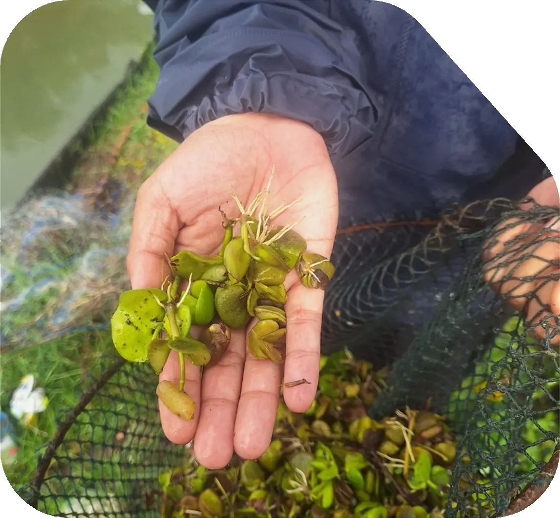 Mangrove Sprout